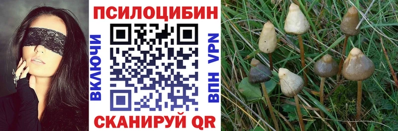 OMG ссылки  Верея  Галлюциногенные грибы Psilocybine cubensis 